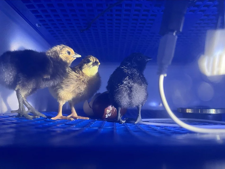 Kücken in Brutkasten