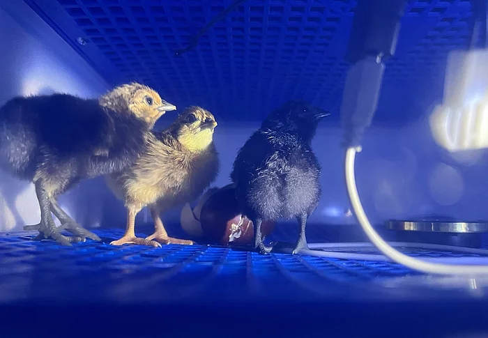 Kücken in Brutkasten